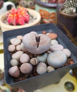 Lithop