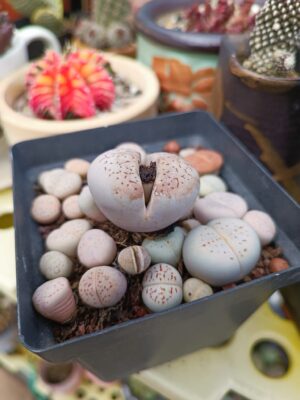 Lithop